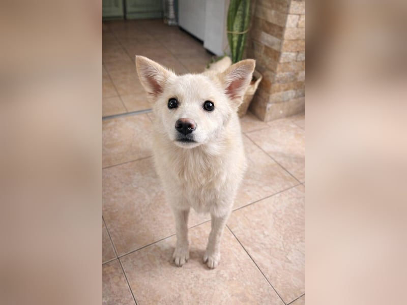 Blanco, kleiner Spitz Mischlingsrüde