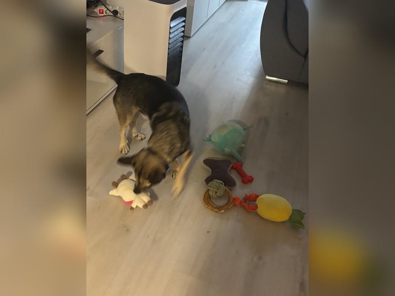 Barney,  lieber Mischlingsrüde