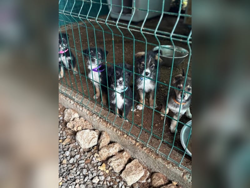 3 hübsche Mischlingswelpen