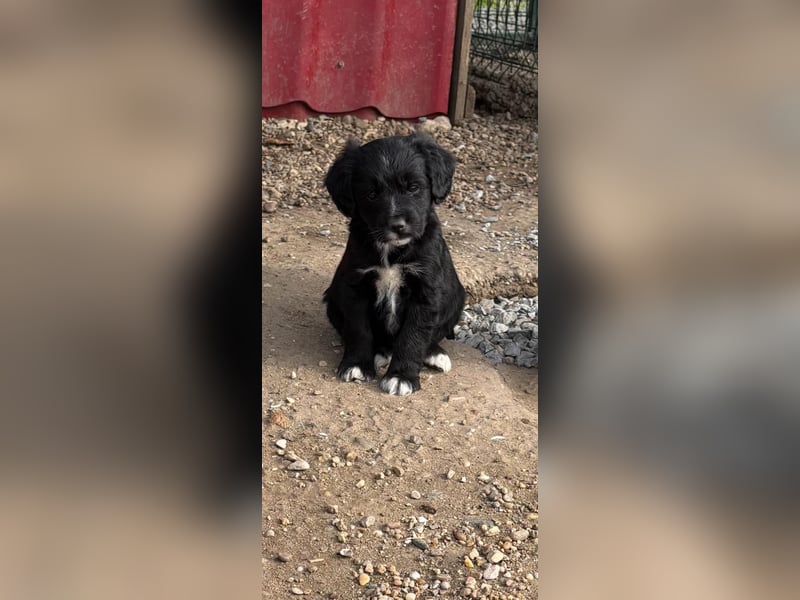 3 kleinbleibende Mischlingswelpen