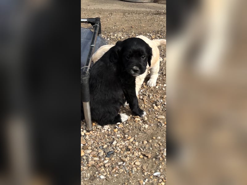 3 kleinbleibende Mischlingswelpen