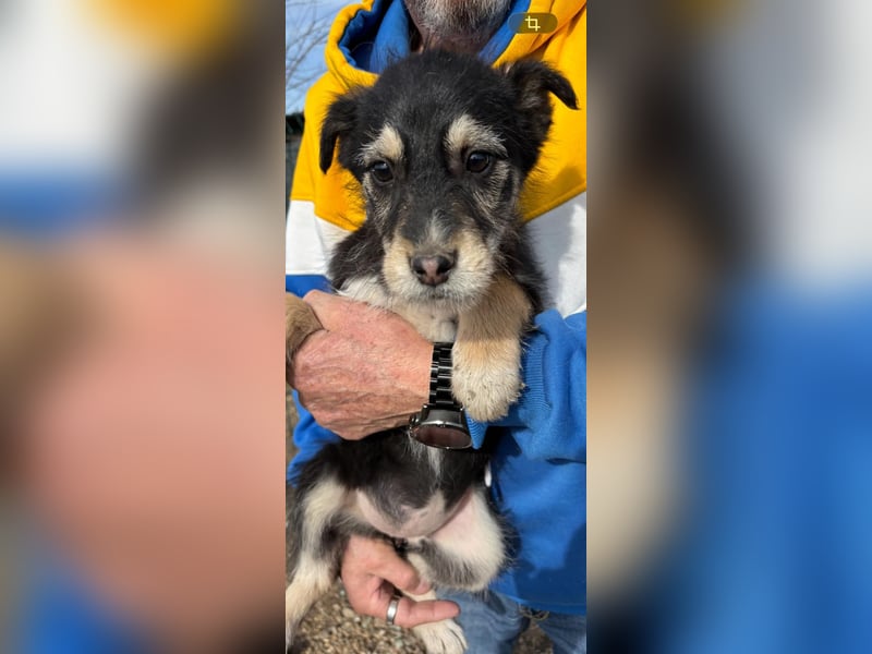 3 hübsche Mischlingswelpen