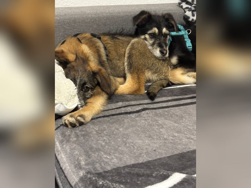 Stina Mischlingswelpen Hündin