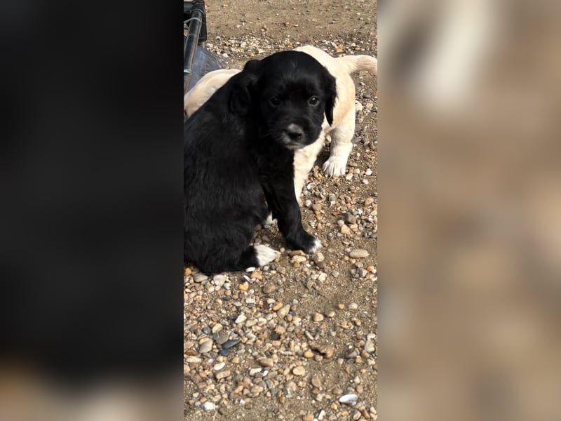 3 kleinbleibende Mischlingswelpen