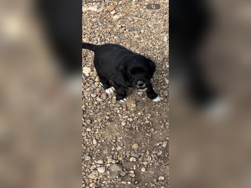 3 kleinbleibende Mischlingswelpen