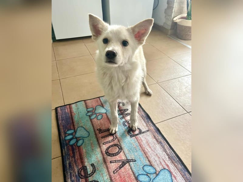 Blanco, kleiner Spitz Mischlingsrüde