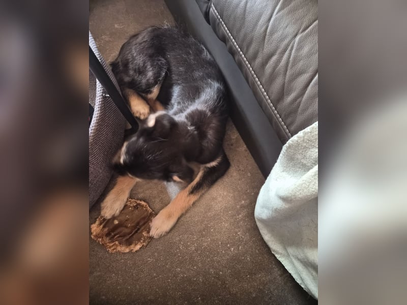 Stina Mischlingswelpen Hündin