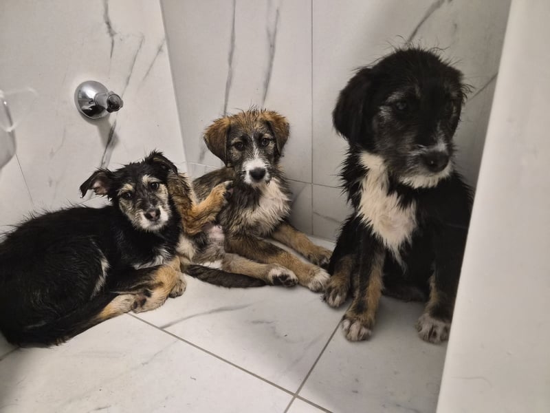 Stina Mischlingswelpen Hündin