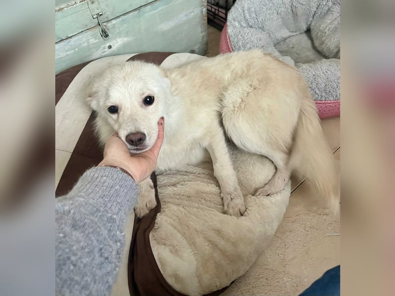 Blanco, kleiner Spitz Mischlingsrüde