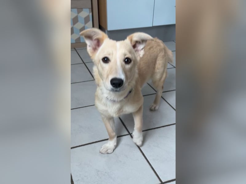 Süße Aby sucht ihre Familie