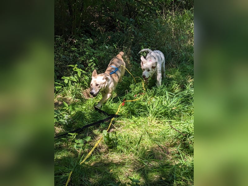 Süße Aby sucht ihre Familie