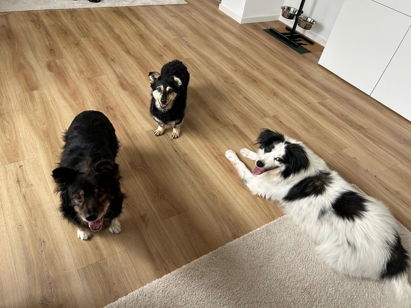 Tabaluga sucht Paten !