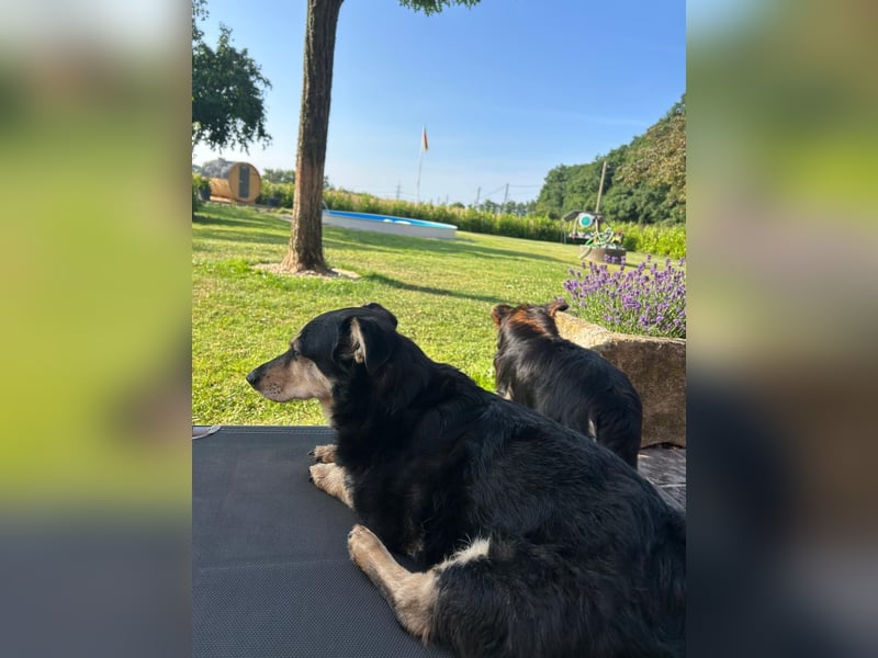 Tabaluga sucht Paten !