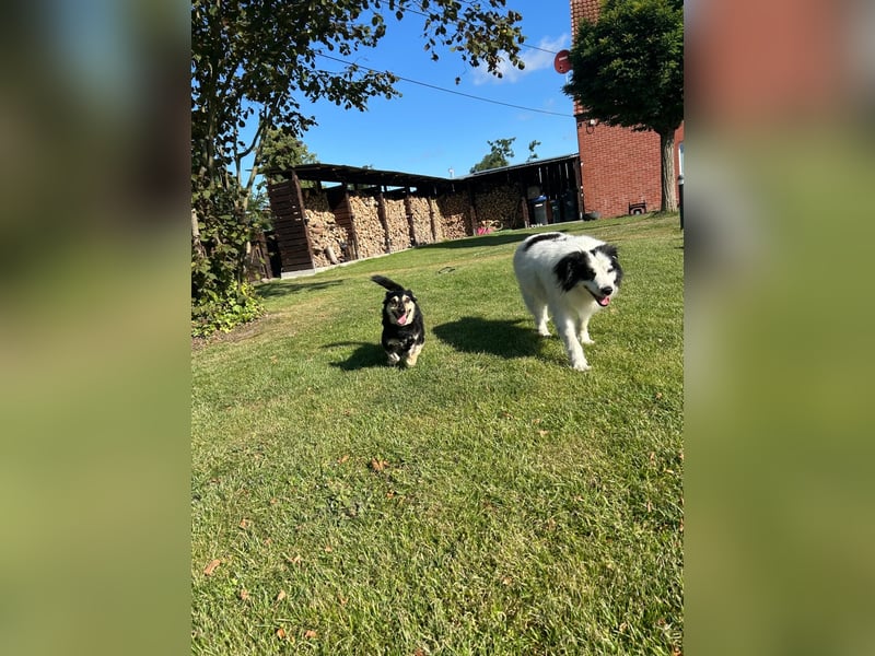 Tabaluga sucht Paten !