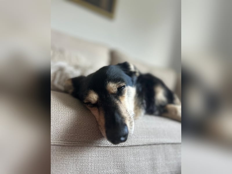 Tabaluga sucht Paten !