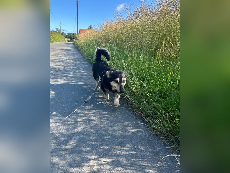 Tabaluga sucht Paten !