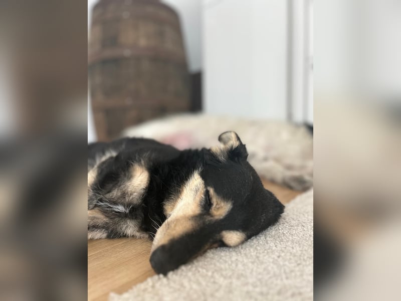 Tabaluga sucht Paten !