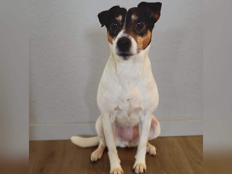 Lumi - liebt Menschen