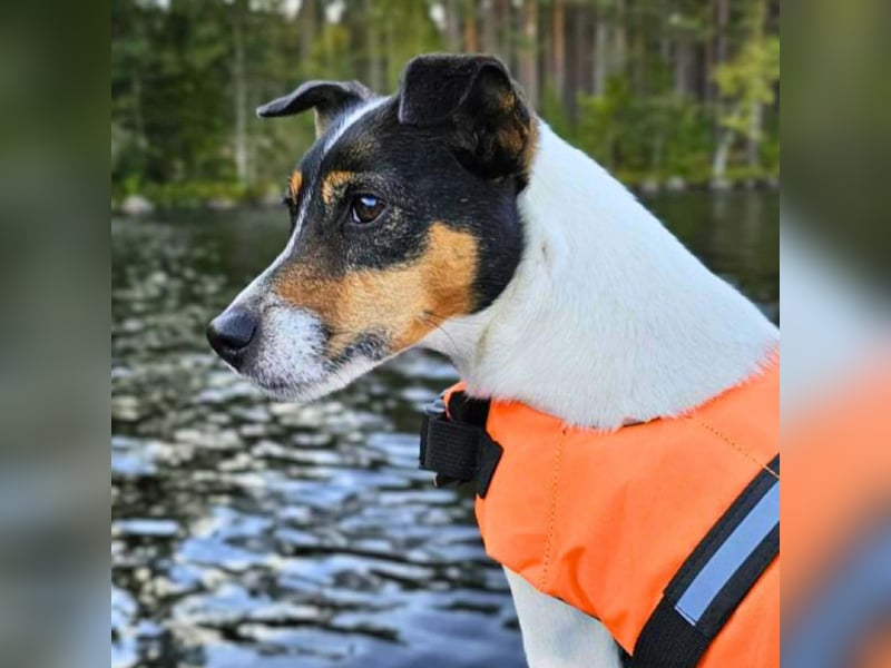 Lumi - liebt Menschen