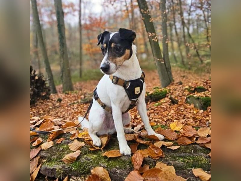 Lumi - liebt Menschen