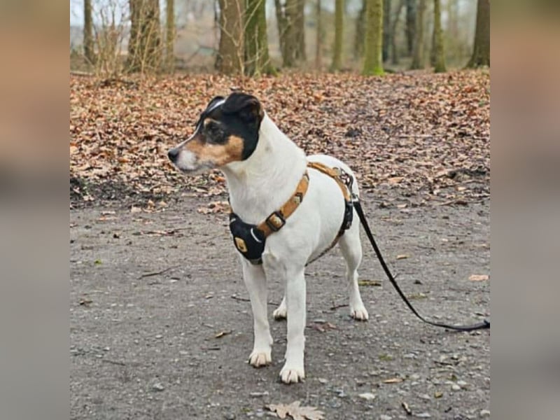 Lumi - liebt Menschen