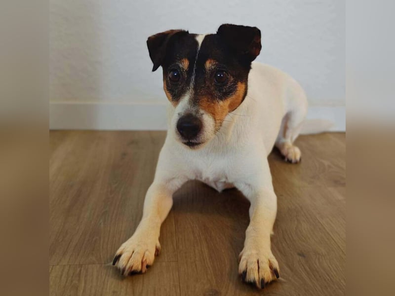 Lumi - liebt Menschen