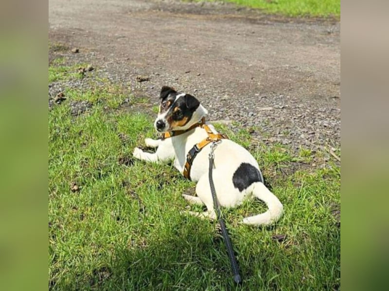 Lumi - liebt Menschen