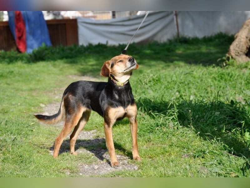 Zuckerschnütchen Irma sucht ihre Familie