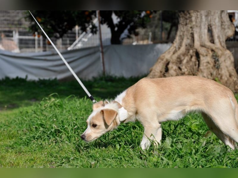 Cutie: Supersüßes Welpenmädchen