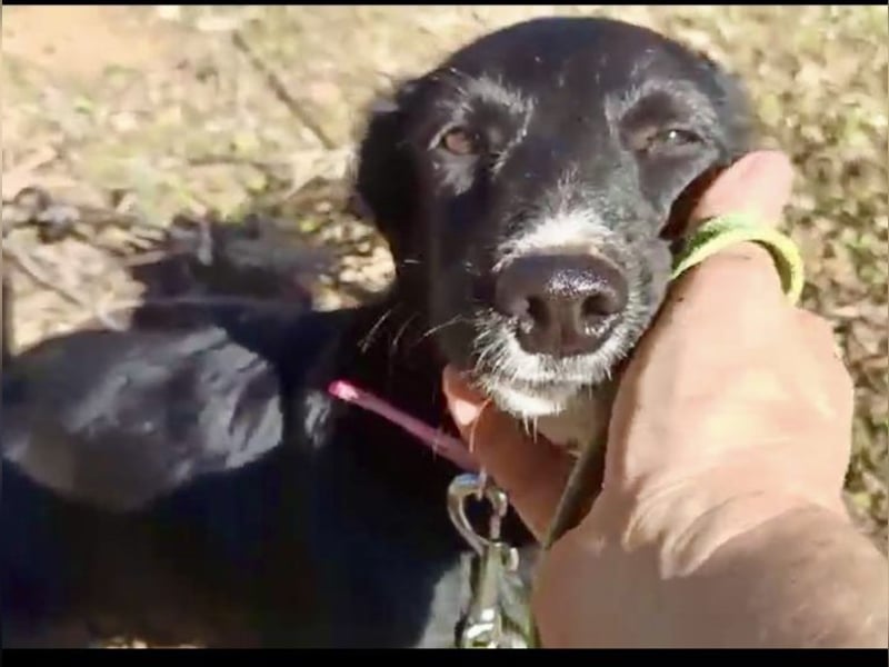 Zuckerschnäuzchen Matta