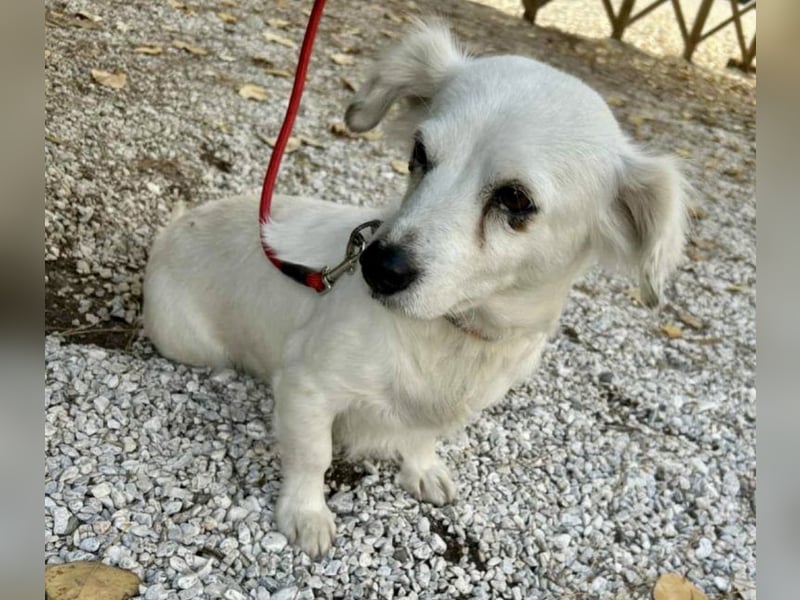 Rosa: Zauberhafter Sonnenschein