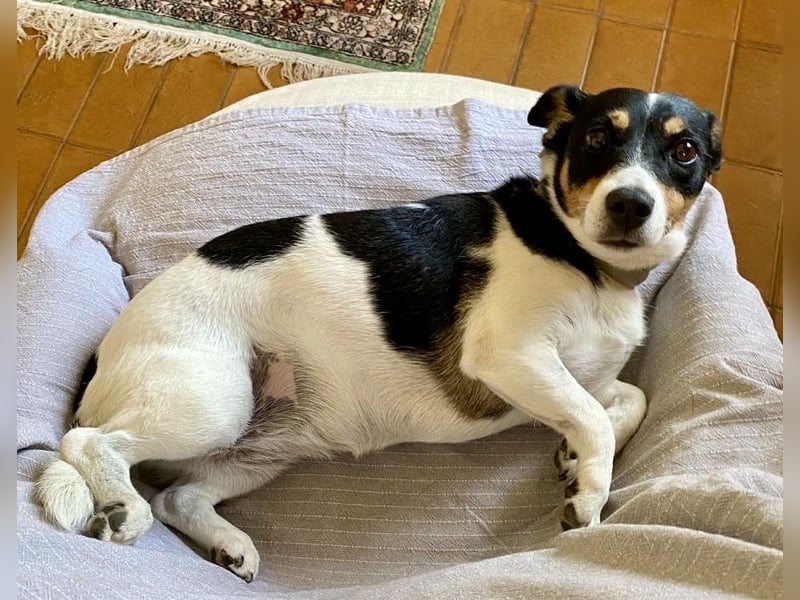 Milou: Kleines Herz sucht große Liebe