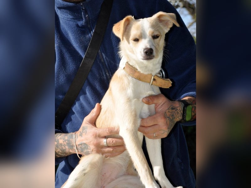 Cutie: Supersüßes Welpenmädchen