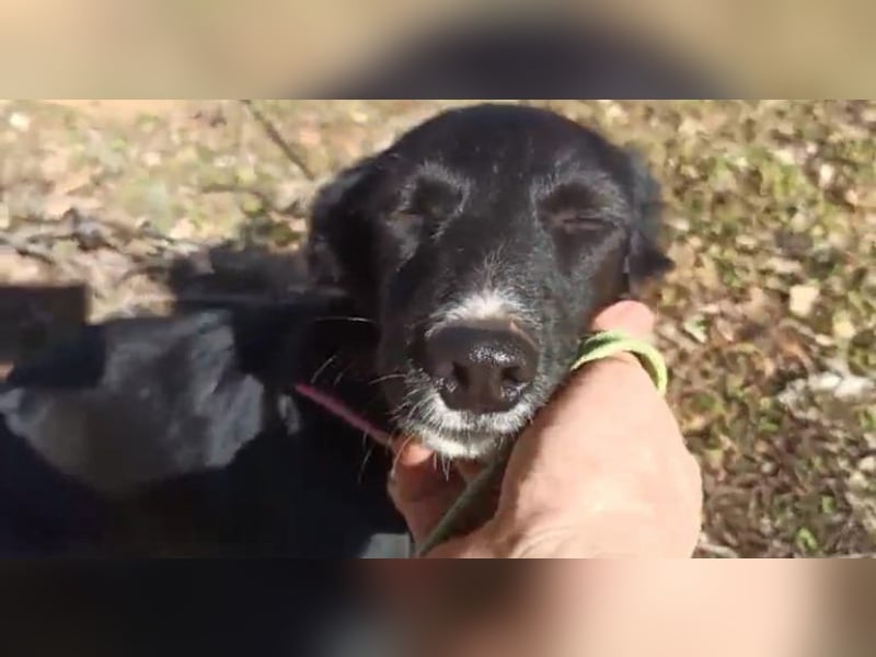 Zuckerschnäuzchen Matta