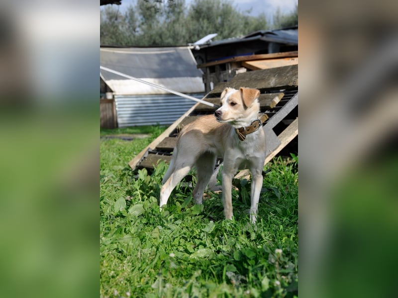 Cutie: Supersüßes Welpenmädchen