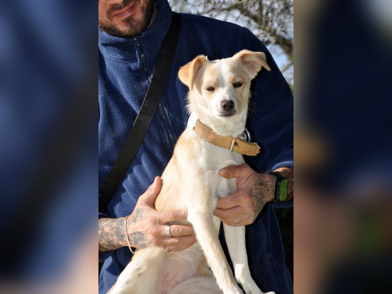 Cutie: Supersüßes Welpenmädchen