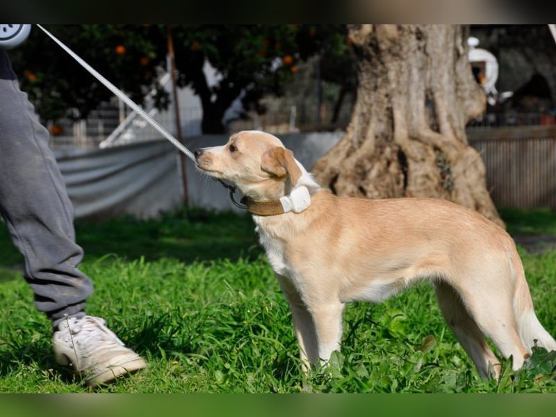 Cutie: Supersüßes Welpenmädchen