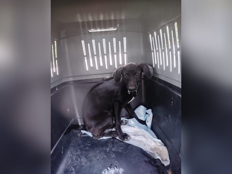Lilly - kleine Zaubermaus auf dem Weg ins Glück