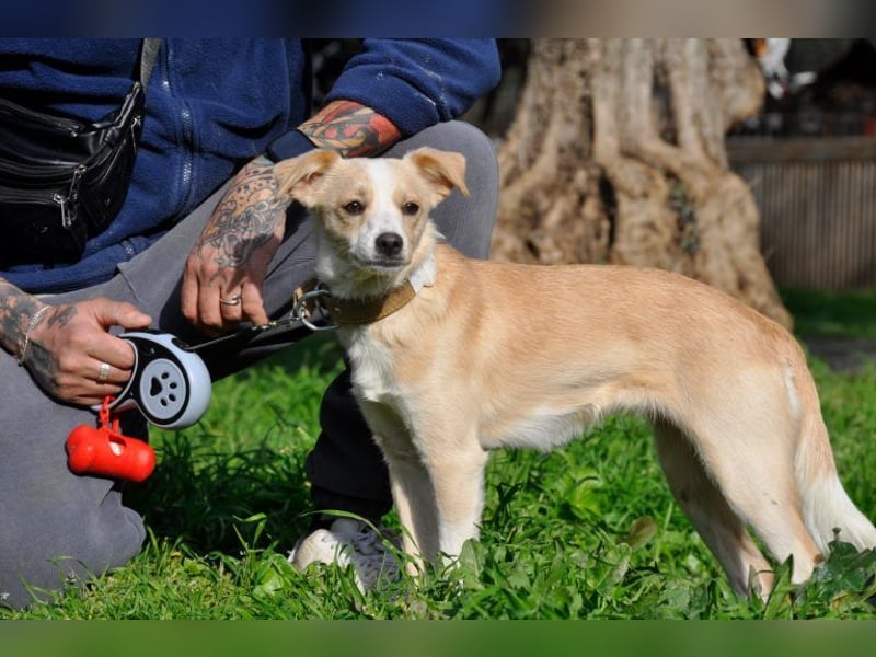 Cutie: Supersüßes Welpenmädchen