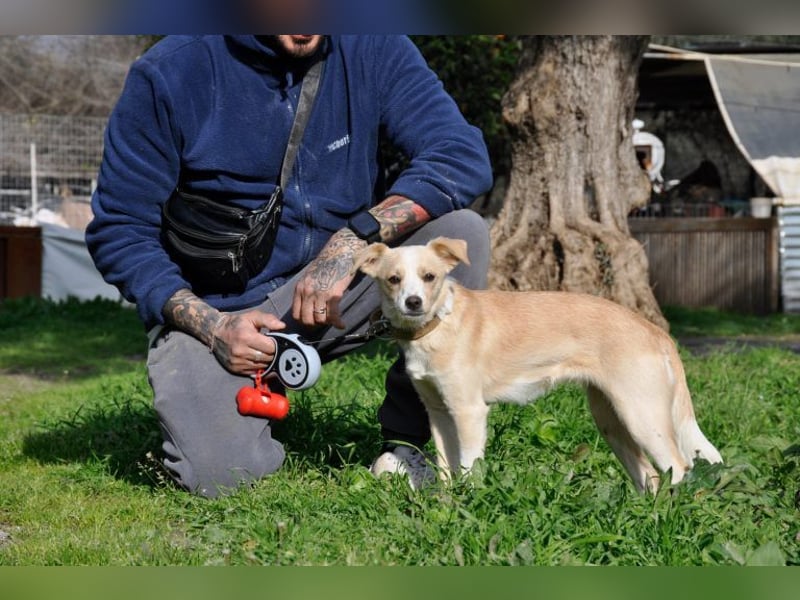 Cutie: Supersüßes Welpenmädchen