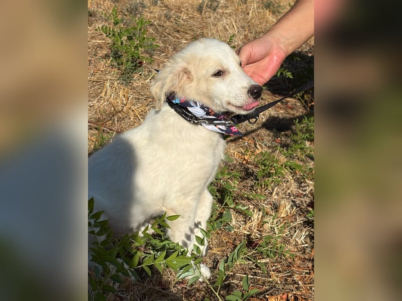 Kleiner Mimo Sucht ein zuhause