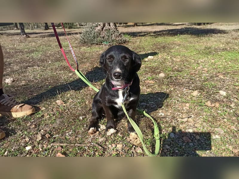 Zuckerschnäuzchen Matta