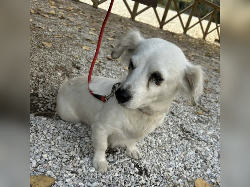 Rosa: Zauberhafter Sonnenschein