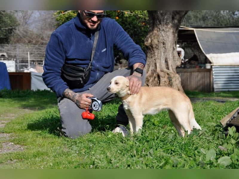 Cutie: Supersüßes Welpenmädchen
