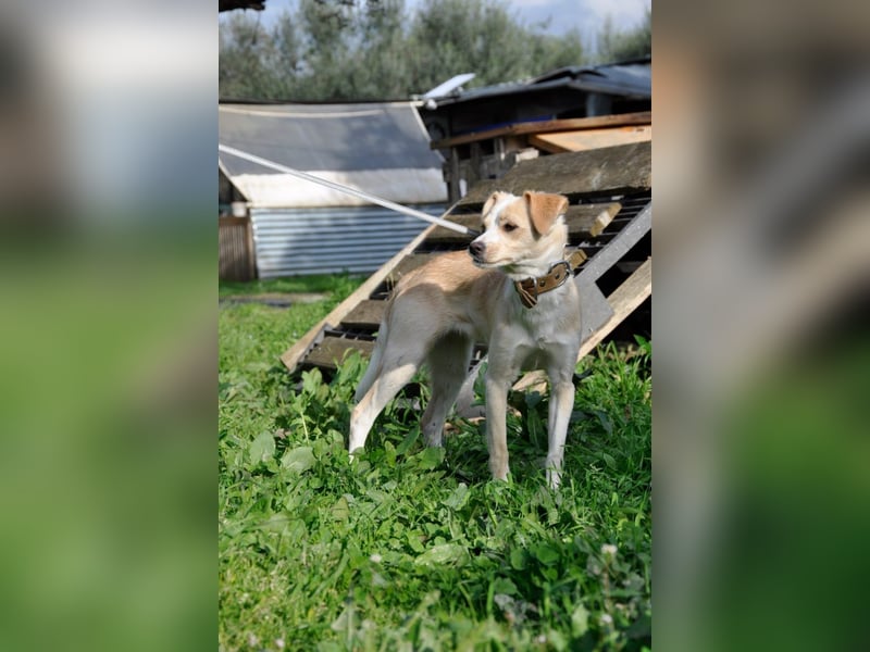 Cutie: Supersüßes Welpenmädchen