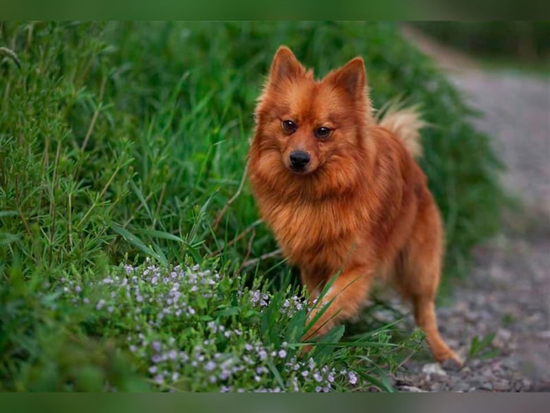 Grinch - Spitz