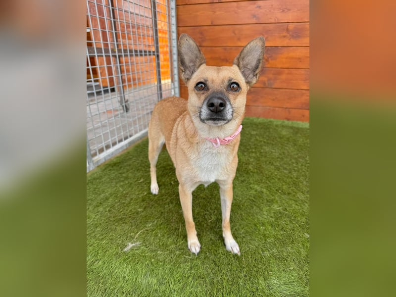 Nazari - freundlich, sozial