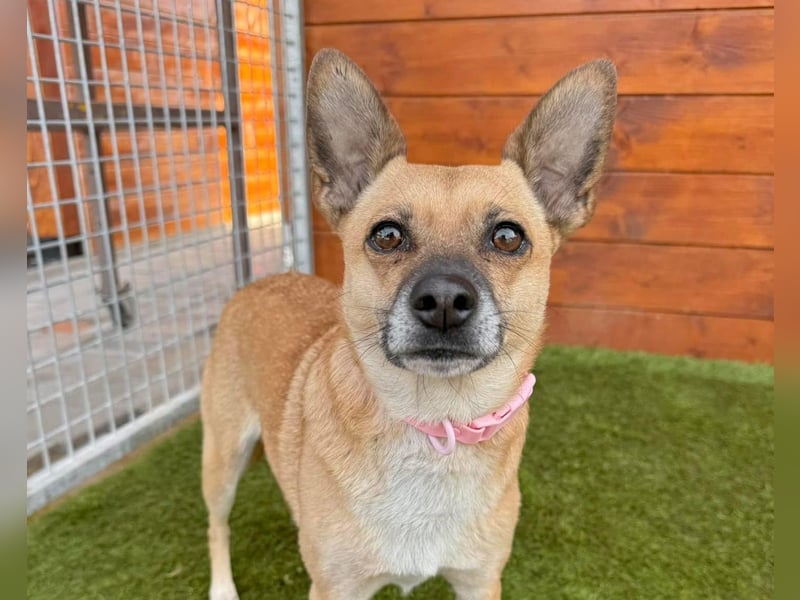 Nazari - freundlich, sozial