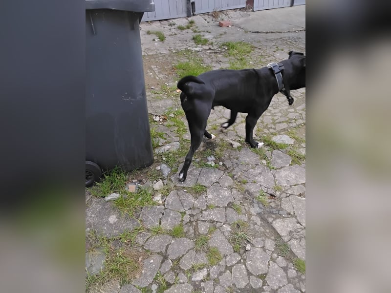 Steffi Mix dringend abzugeben