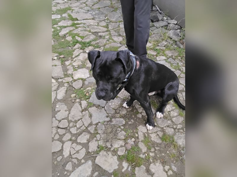 Steffi Mix dringend abzugeben